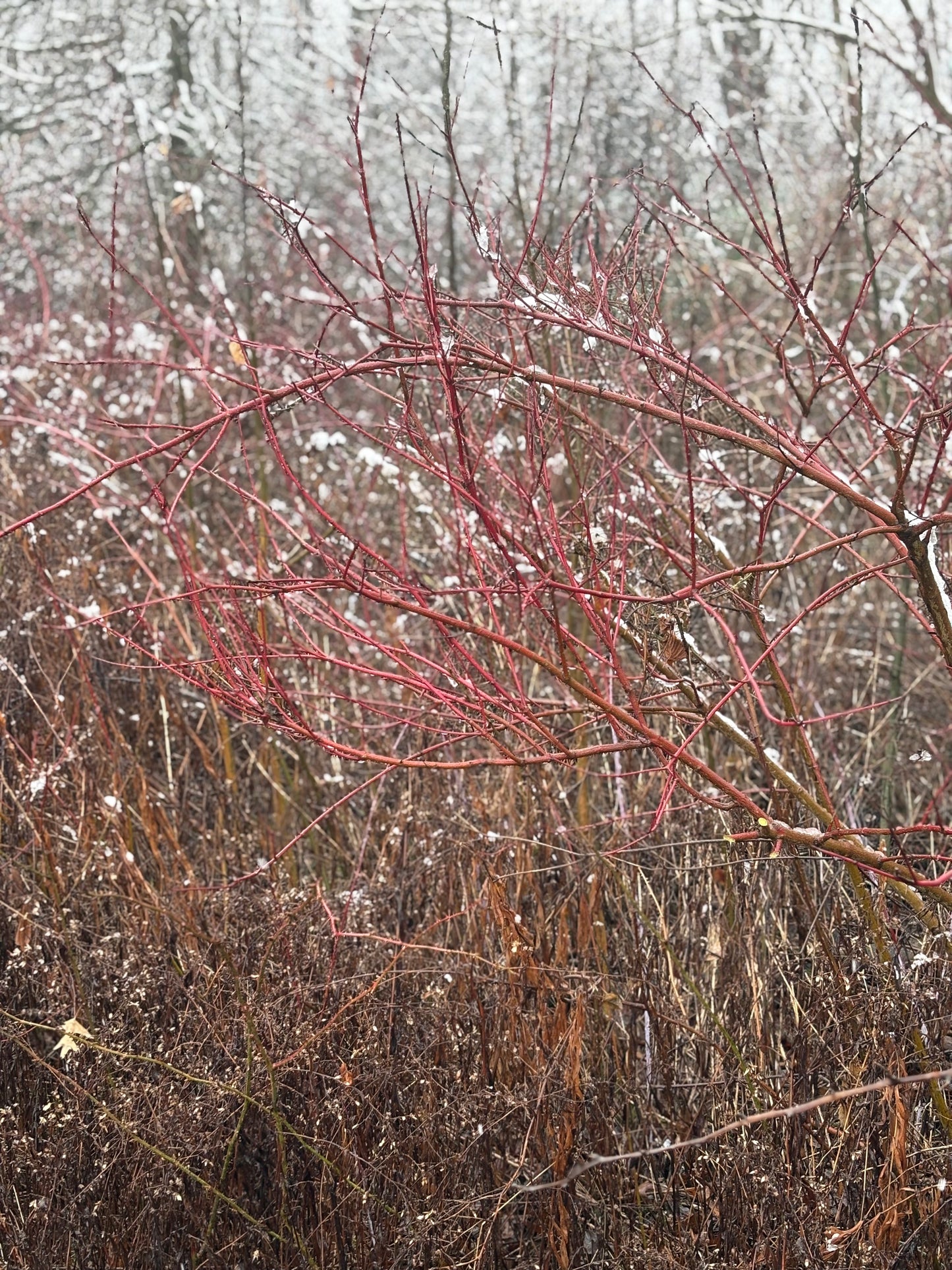 Small Bundle Red Dogwood/Willow Cuttings