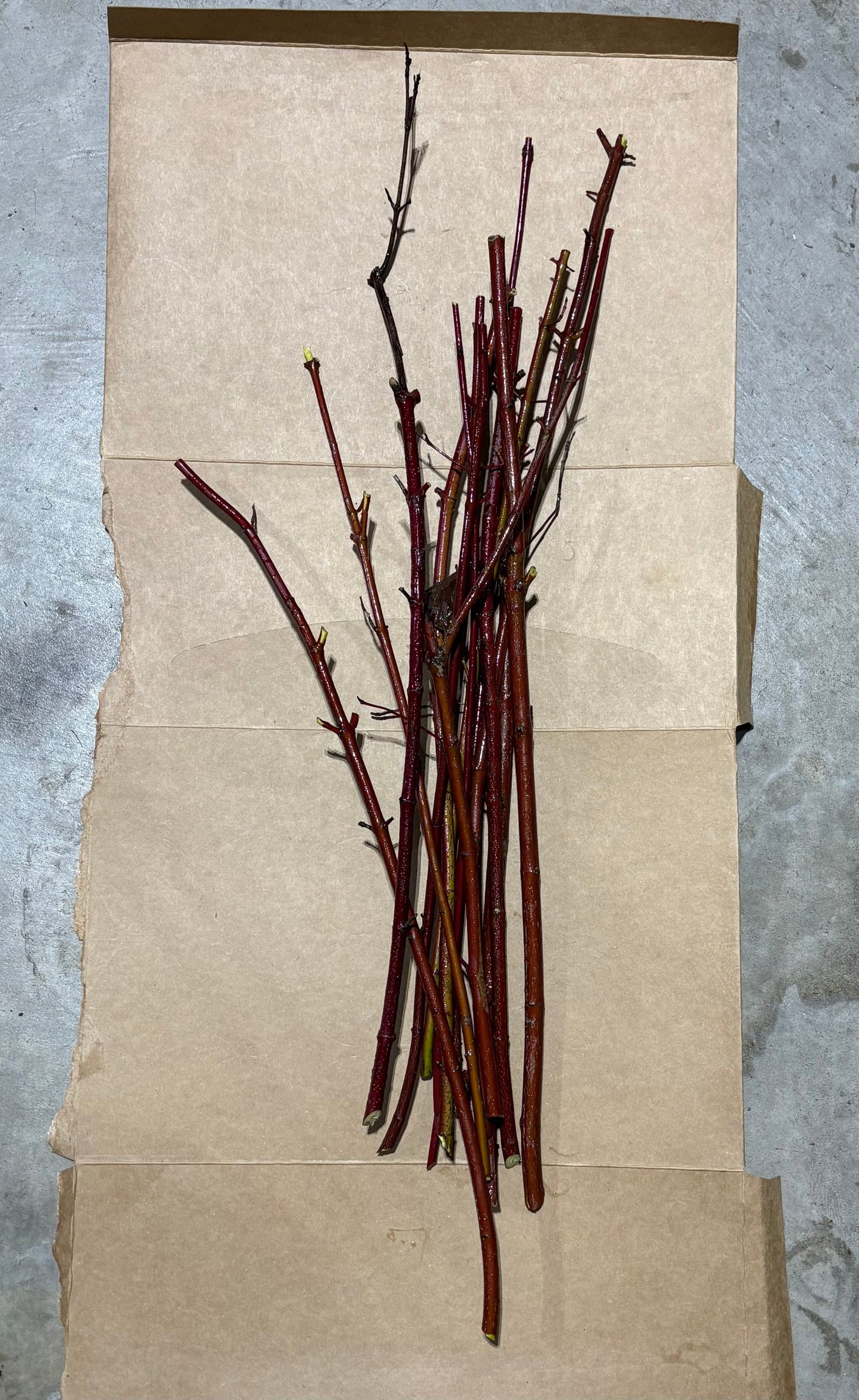 Small Bundle Red Dogwood/Willow Cuttings